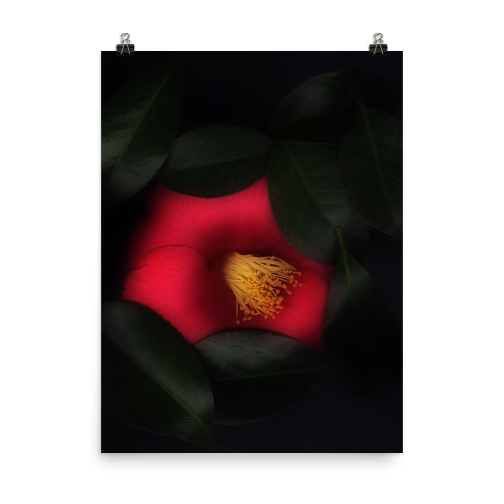 Romantic Camellia Scanography Matte Photo Paper Print
