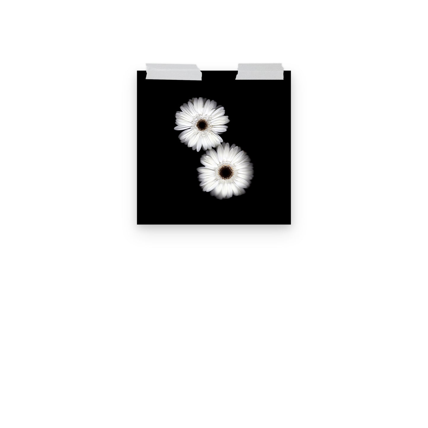 Snow Pair Gerbera Daisy Scanography Premium Luster Photo Paper Print