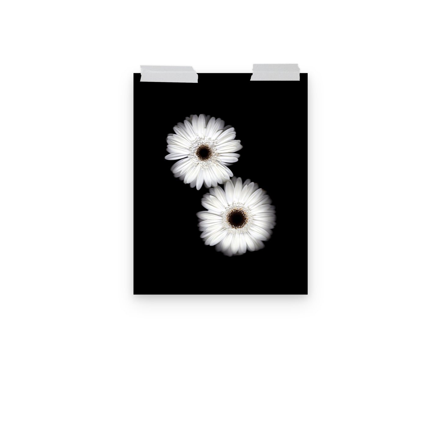 Snow Pair Gerbera Daisy Scanography Premium Luster Photo Paper Print