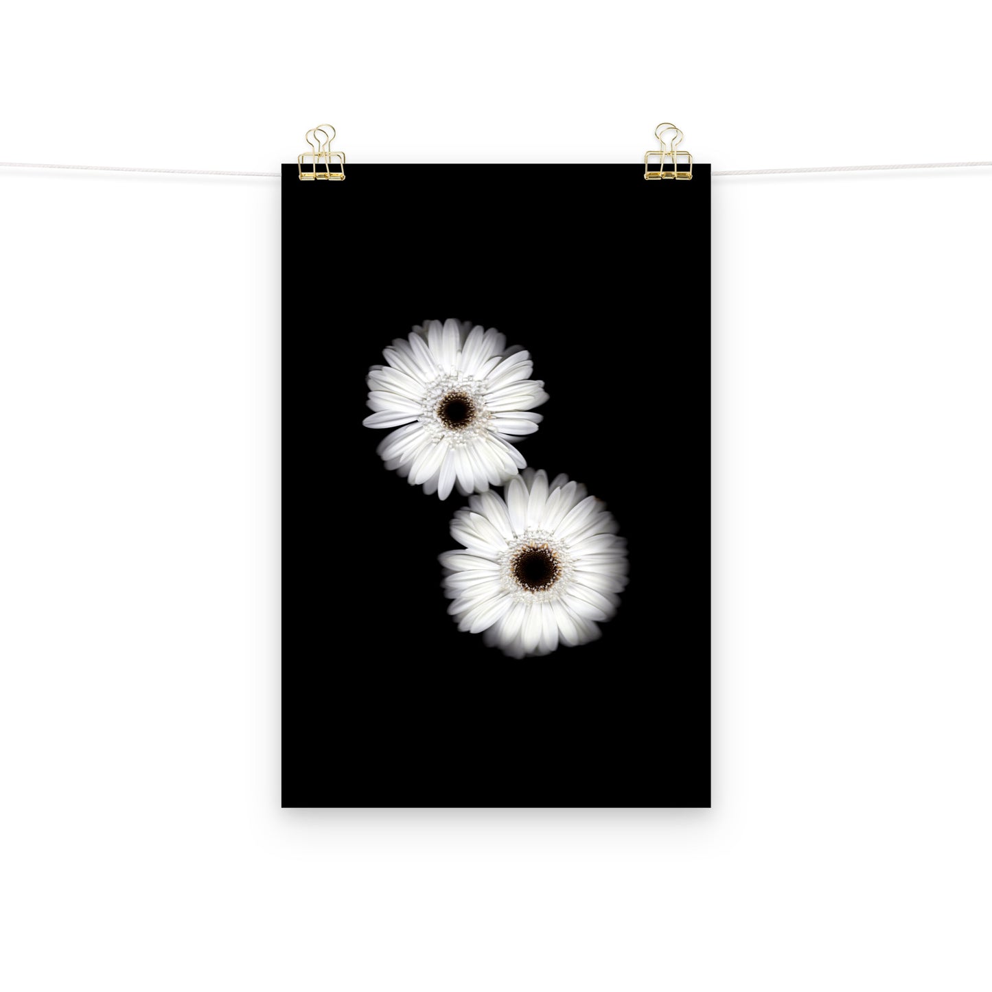 Snow Pair Gerbera Daisy Scanography Premium Luster Photo Paper Print