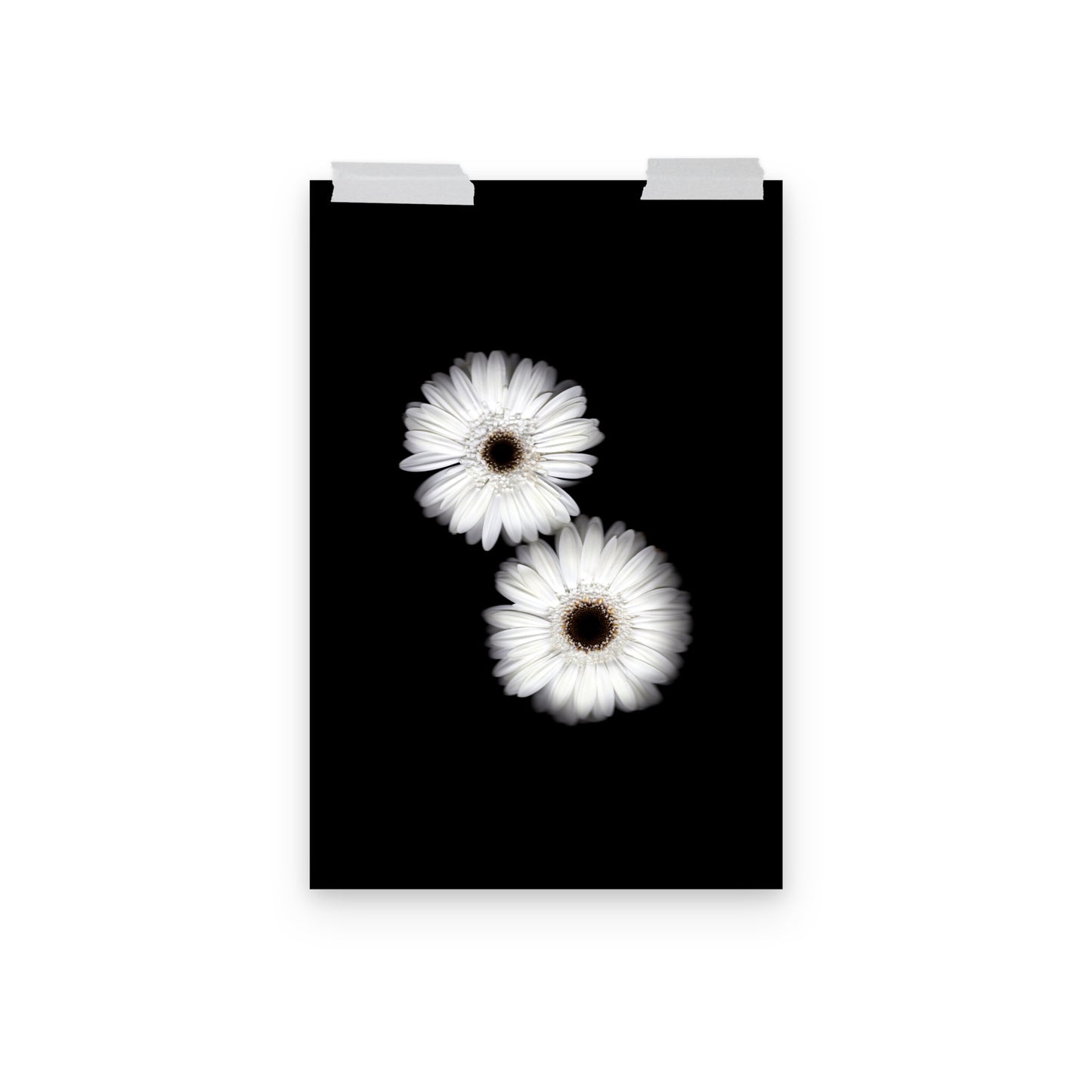 Snow Pair Gerbera Daisy Scanography Premium Luster Photo Paper Print