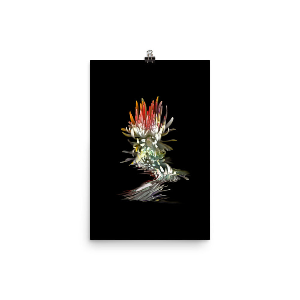Rainbow Chrysanthemum no. 02 Scanography Photo Paper Print