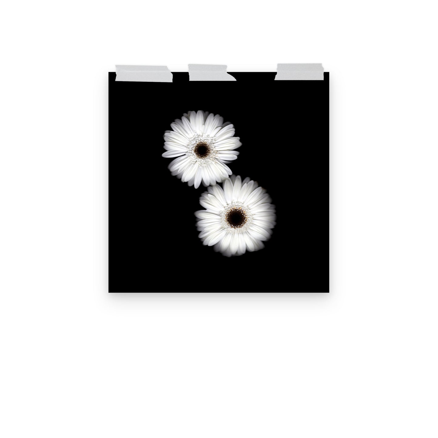 Snow Pair Gerbera Daisy Scanography Premium Luster Photo Paper Print