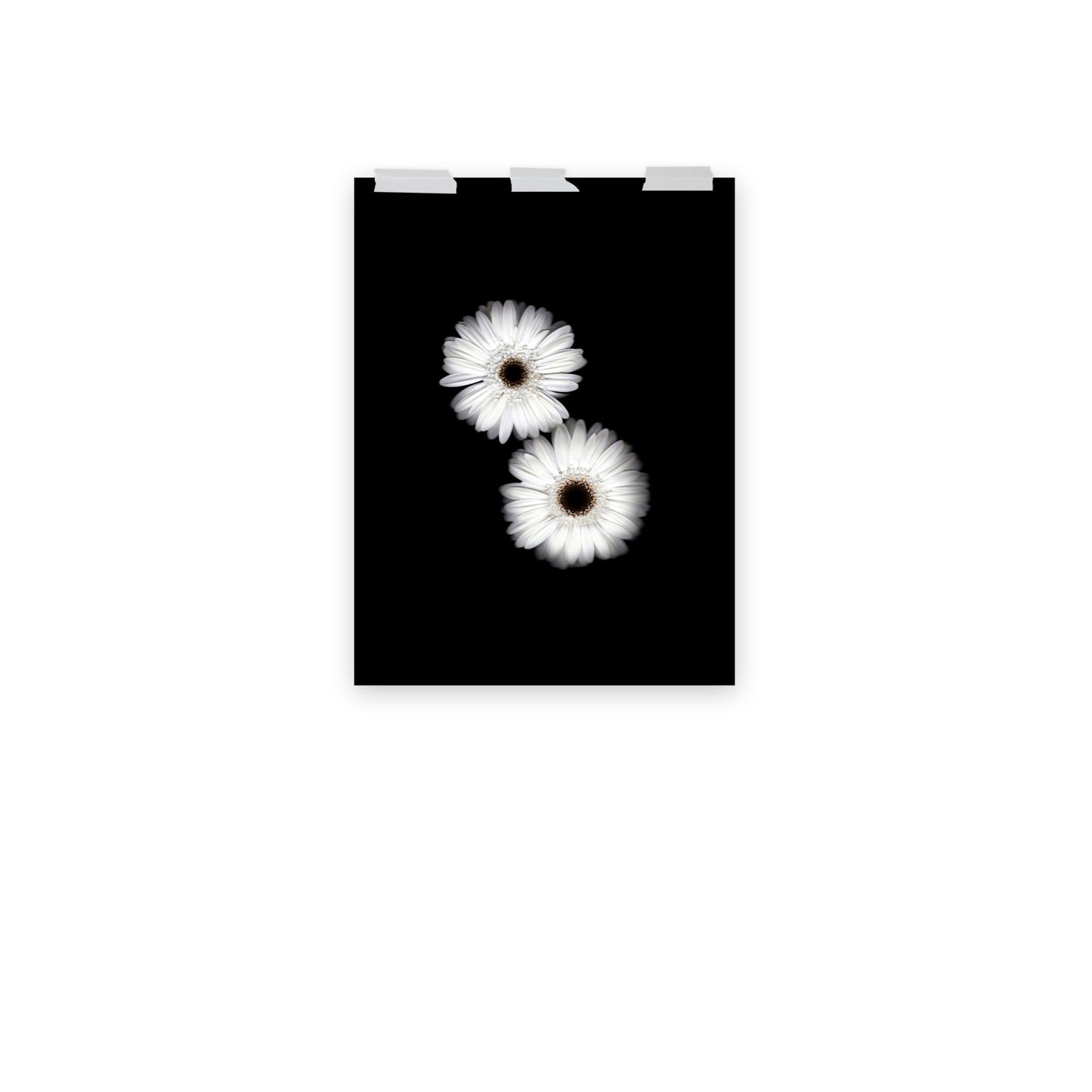 Snow Pair Gerbera Daisy Scanography Premium Luster Photo Paper Print