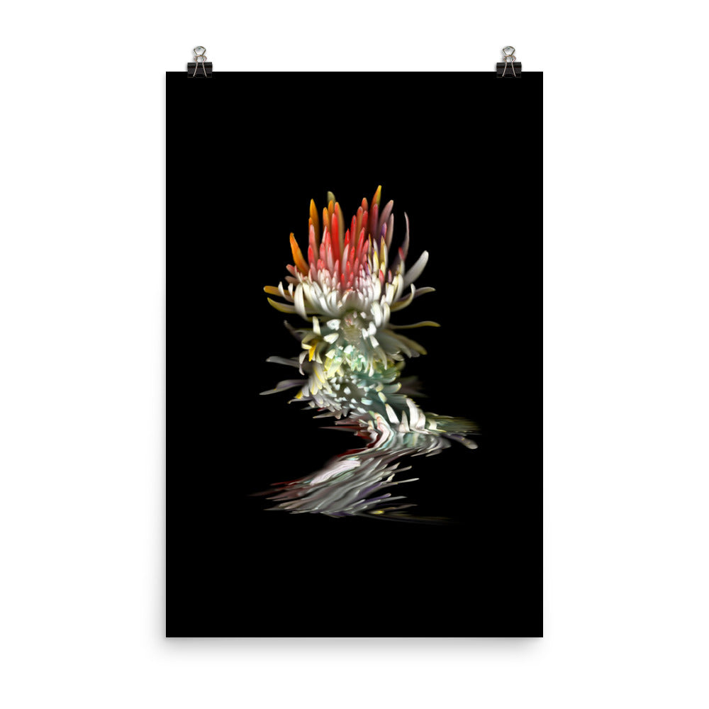 Rainbow Chrysanthemum no. 02 Scanography Photo Paper Print