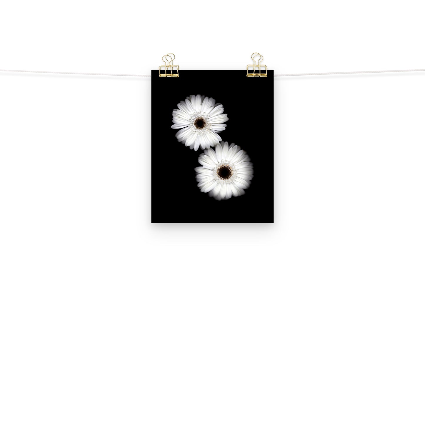 Snow Pair Gerbera Daisy Scanography Premium Luster Photo Paper Print