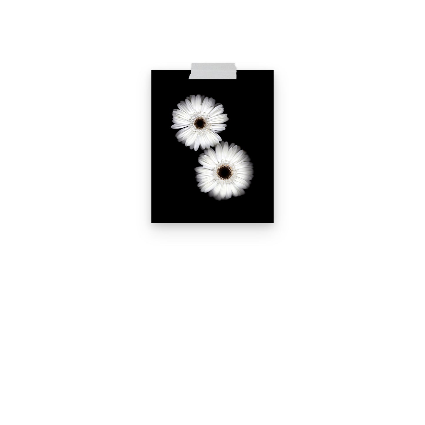 Snow Pair Gerbera Daisy Scanography Premium Luster Photo Paper Print