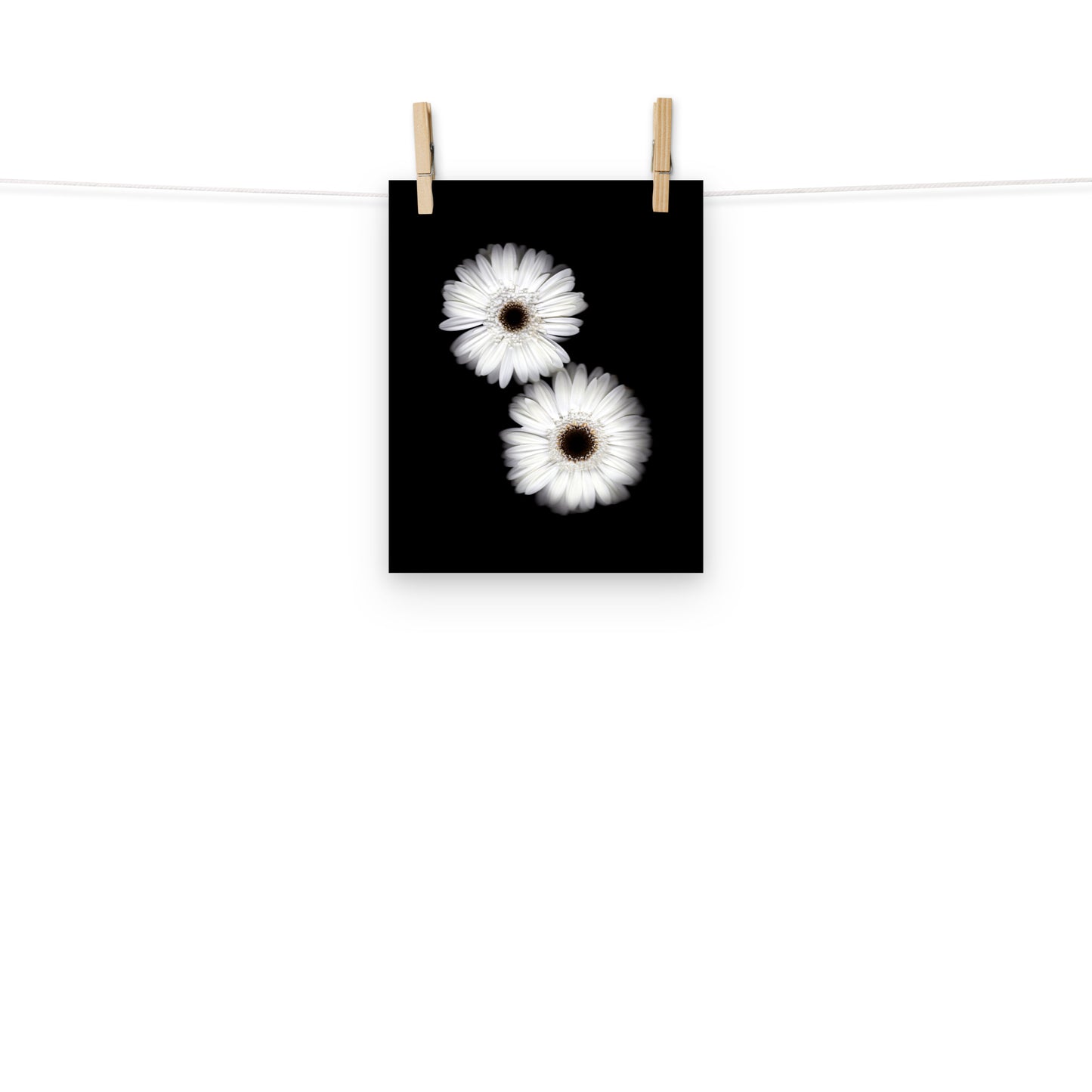 Snow Pair Gerbera Daisy Scanography Premium Luster Photo Paper Print