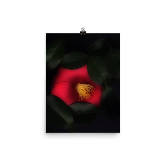 Romantic Camellia Scanography Matte Photo Paper Print