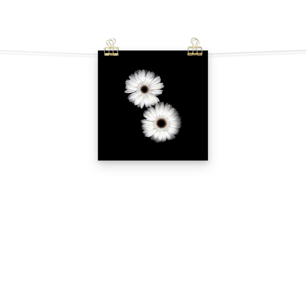 Snow Pair Gerbera Daisy Scanography Premium Luster Photo Paper Print