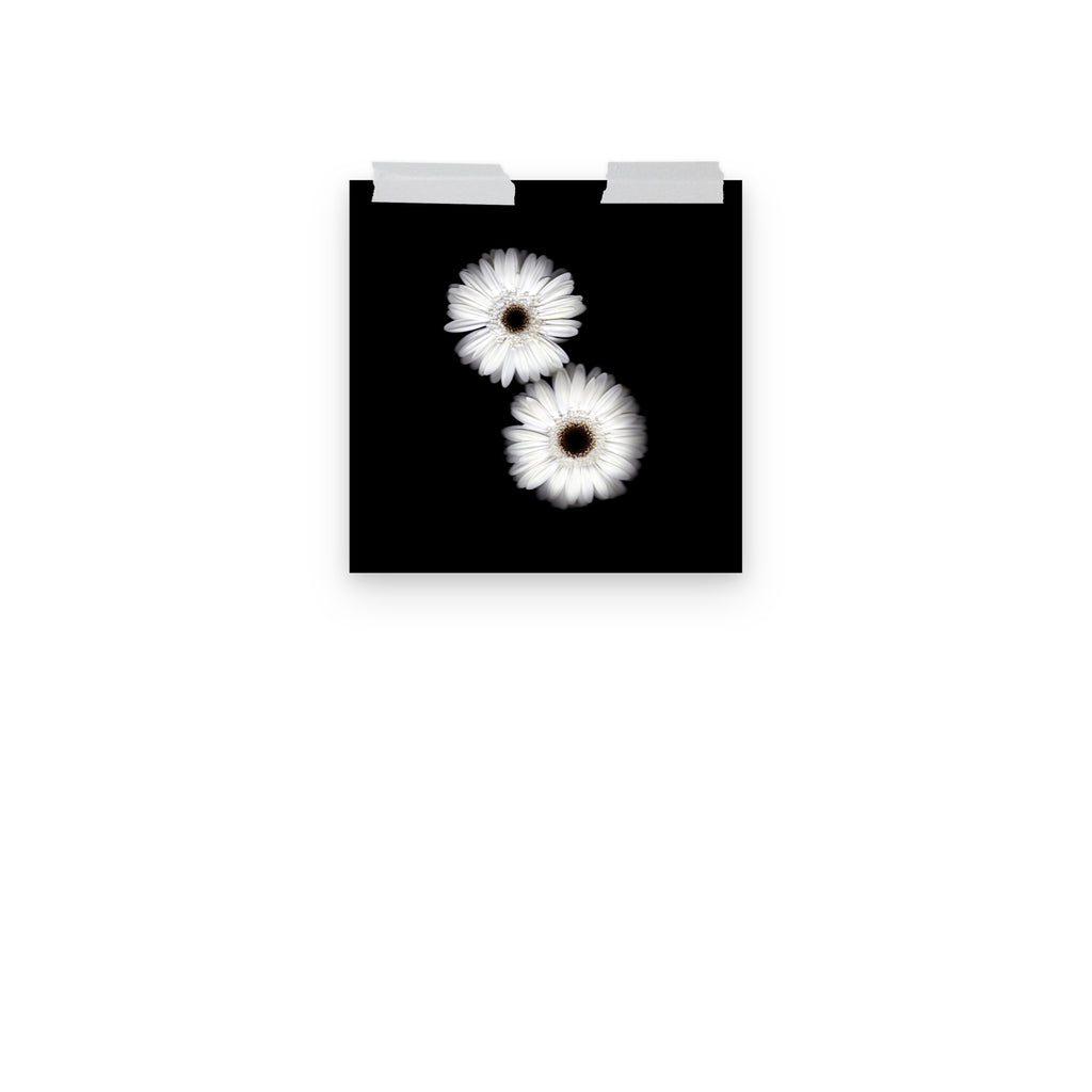 Snow Pair Gerbera Daisy Scanography Premium Luster Photo Paper Print