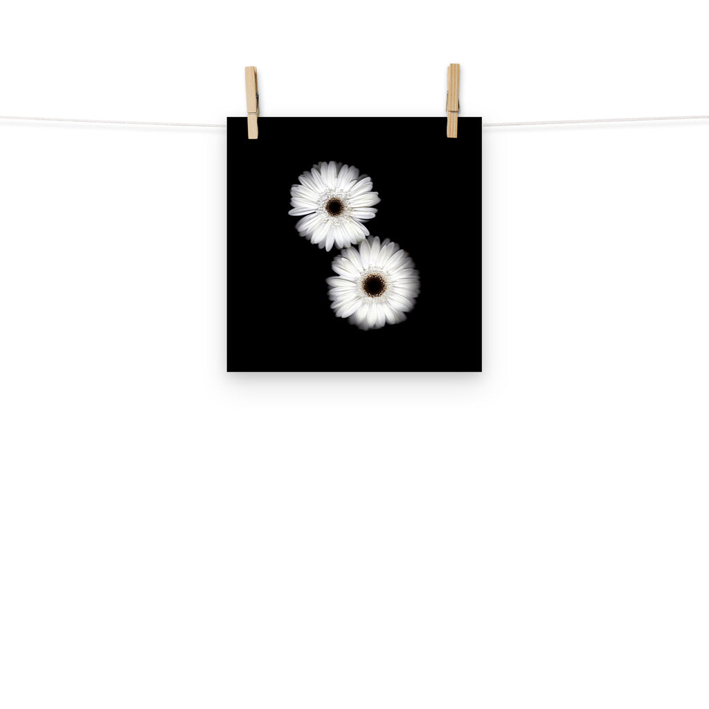 Snow Pair Gerbera Daisy Scanography Premium Luster Photo Paper Print