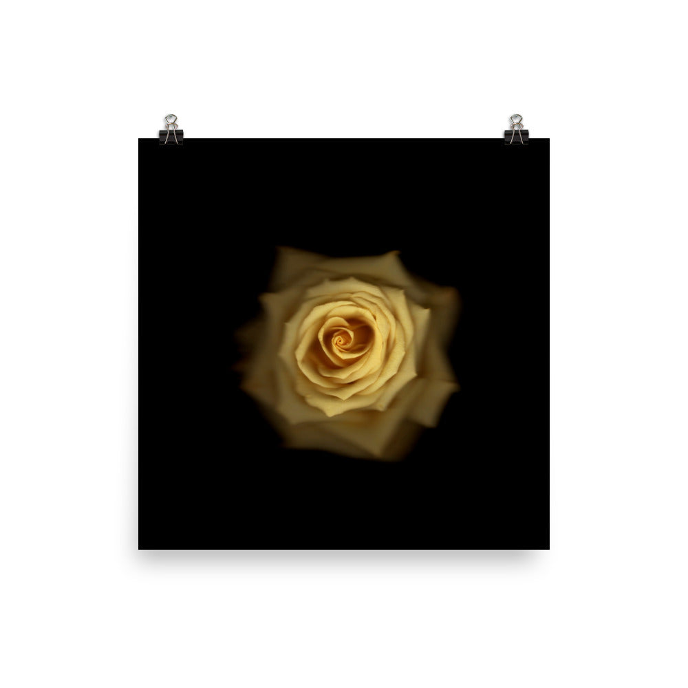 Elegant Yellow Rose Scanography Photo Paper Print