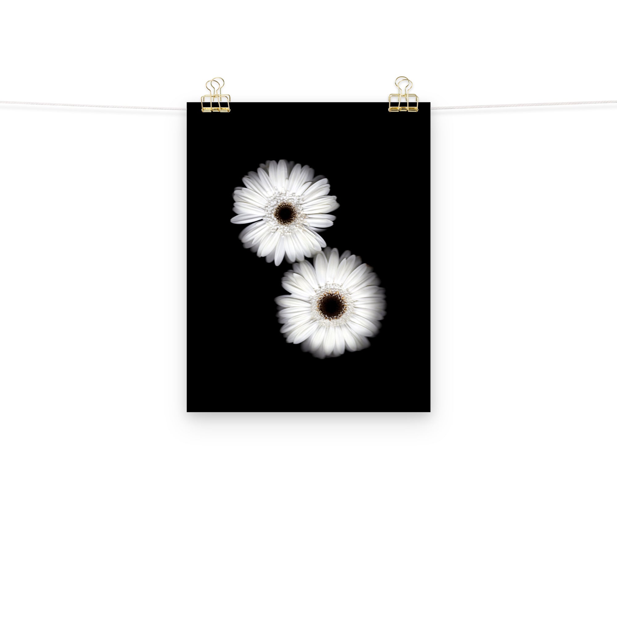 Snow Pair Gerbera Daisy Scanography Premium Luster Photo Paper Print