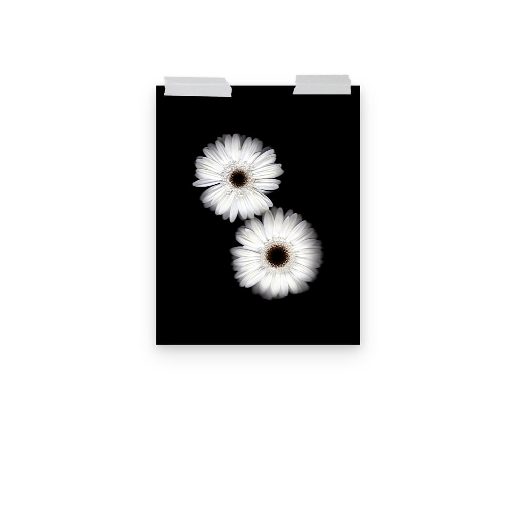Snow Pair Gerbera Daisy Scanography Premium Luster Photo Paper Print
