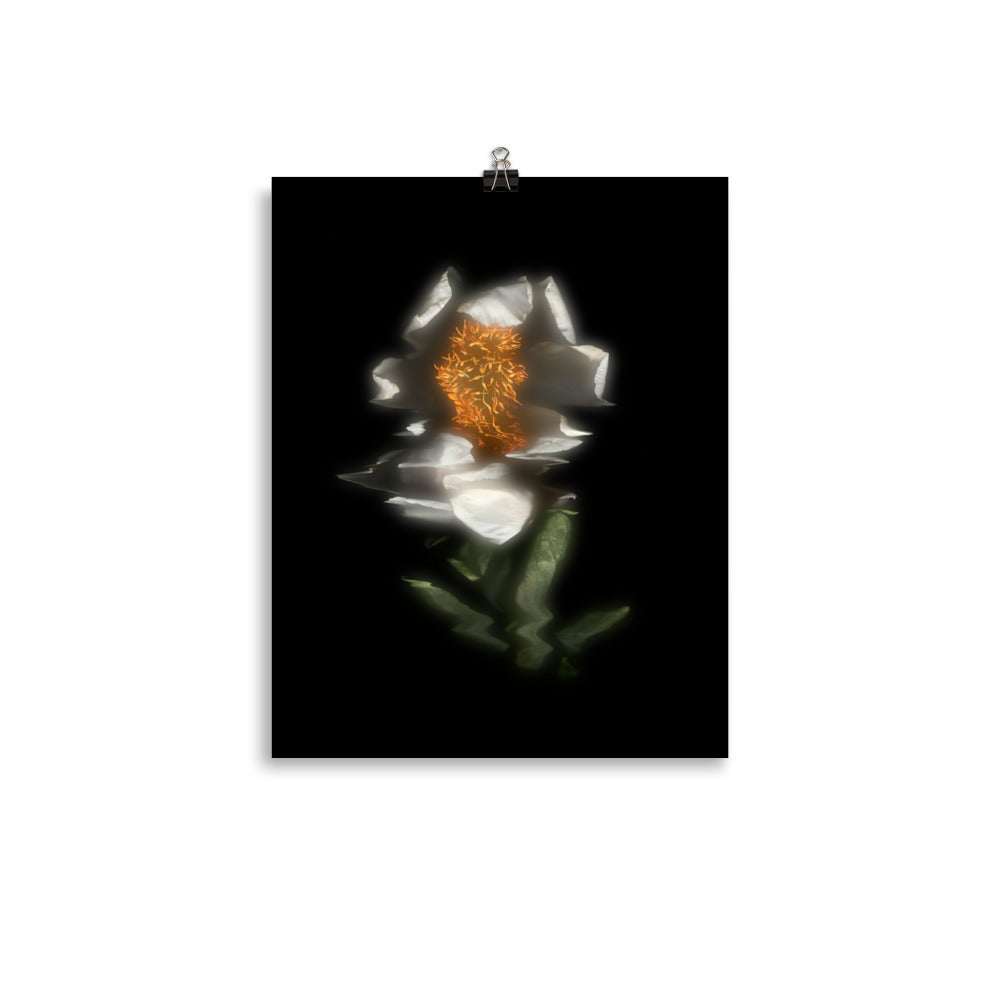 Glow Peony Scanography no. 4 Premium Luster Photo Paper Print