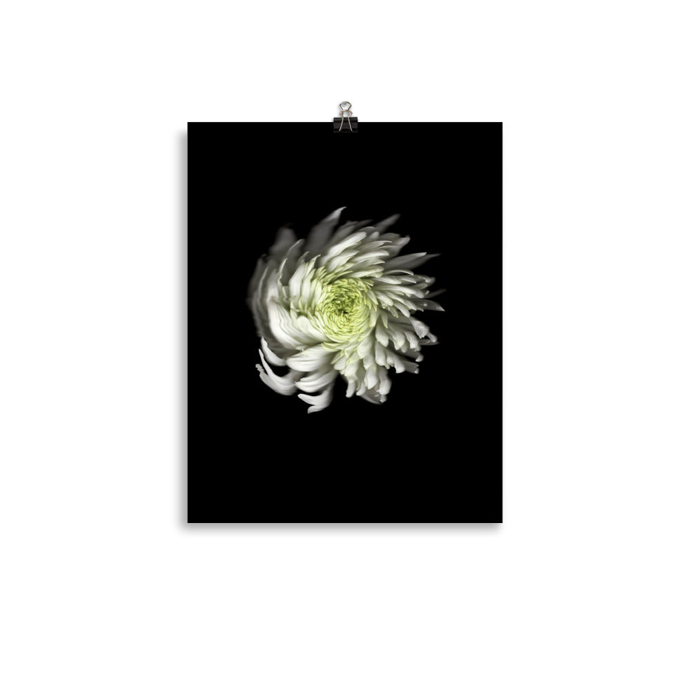 Ethereal Blooms Chrysanthemum no. 2 Scanography Premium Luster Photo Print