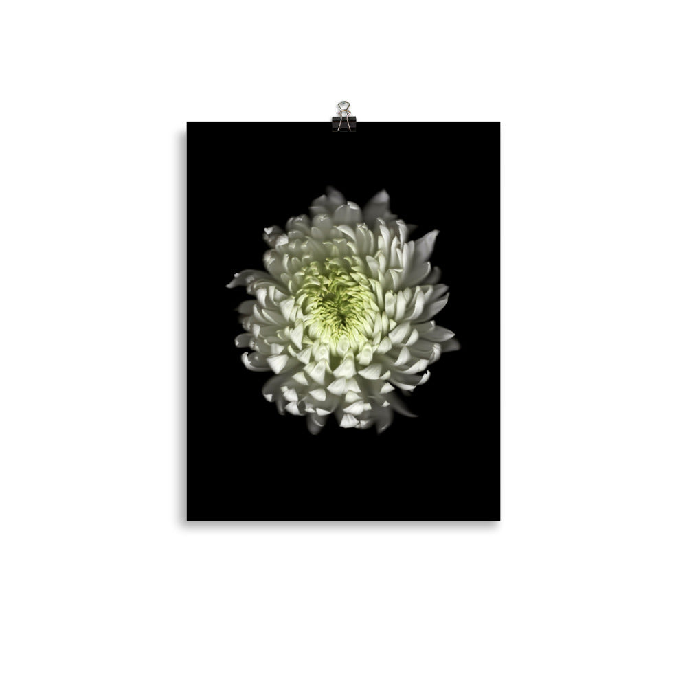 Ethereal Blooms Chrysanthemum no. 4 Scanography Premium Luster Photo Print