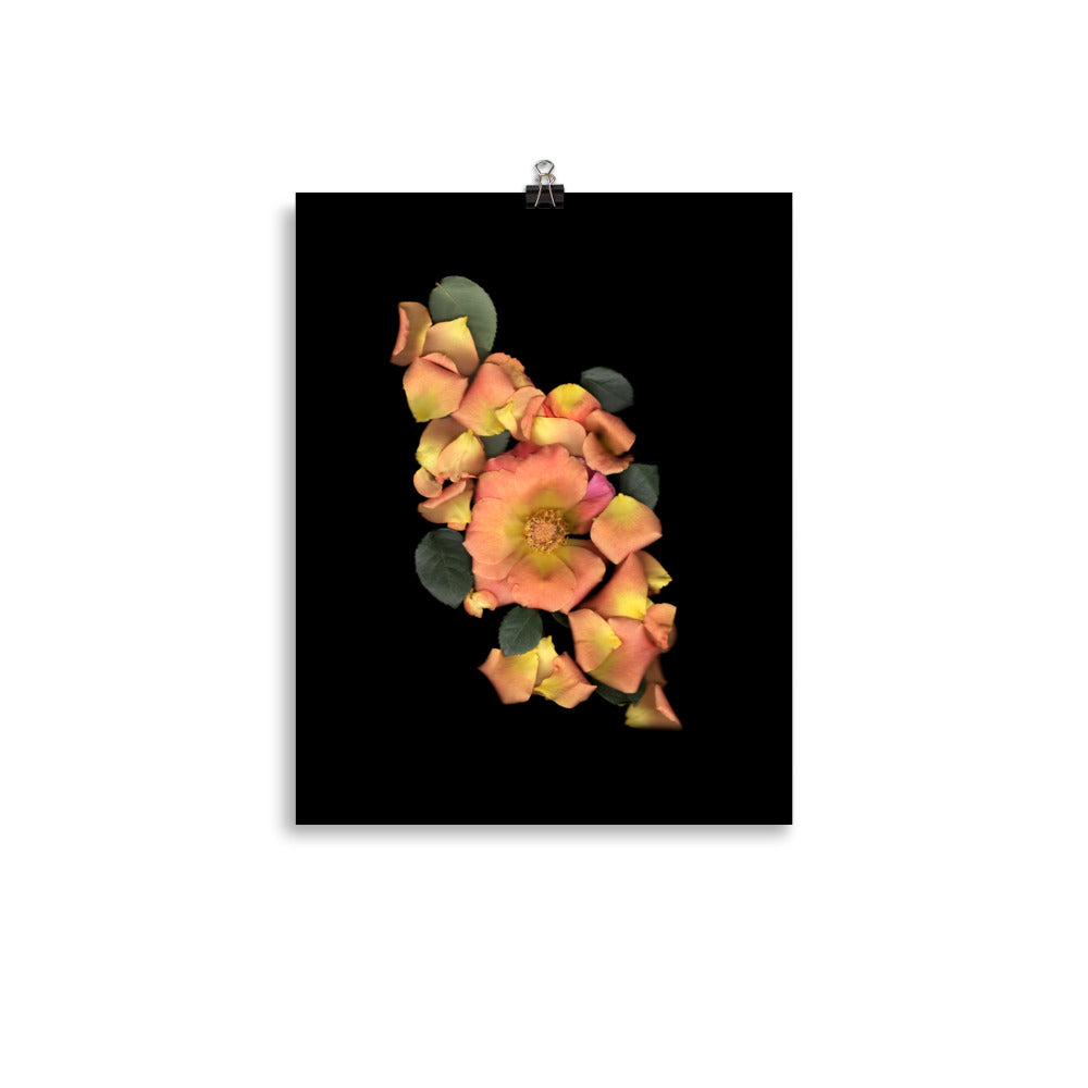 Orange Garden Rose Scanography Premium Luster Photo Paper Print