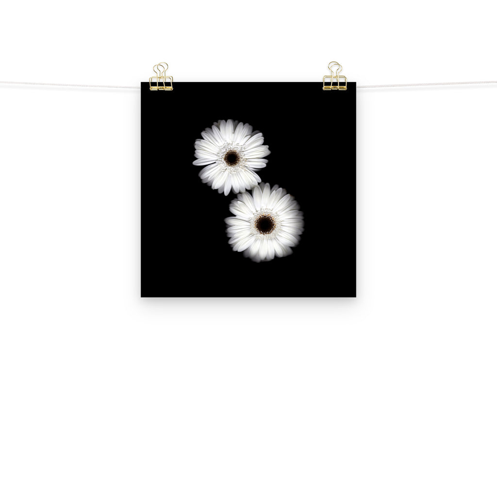 Snow Pair Gerbera Daisy Scanography Premium Luster Photo Paper Print