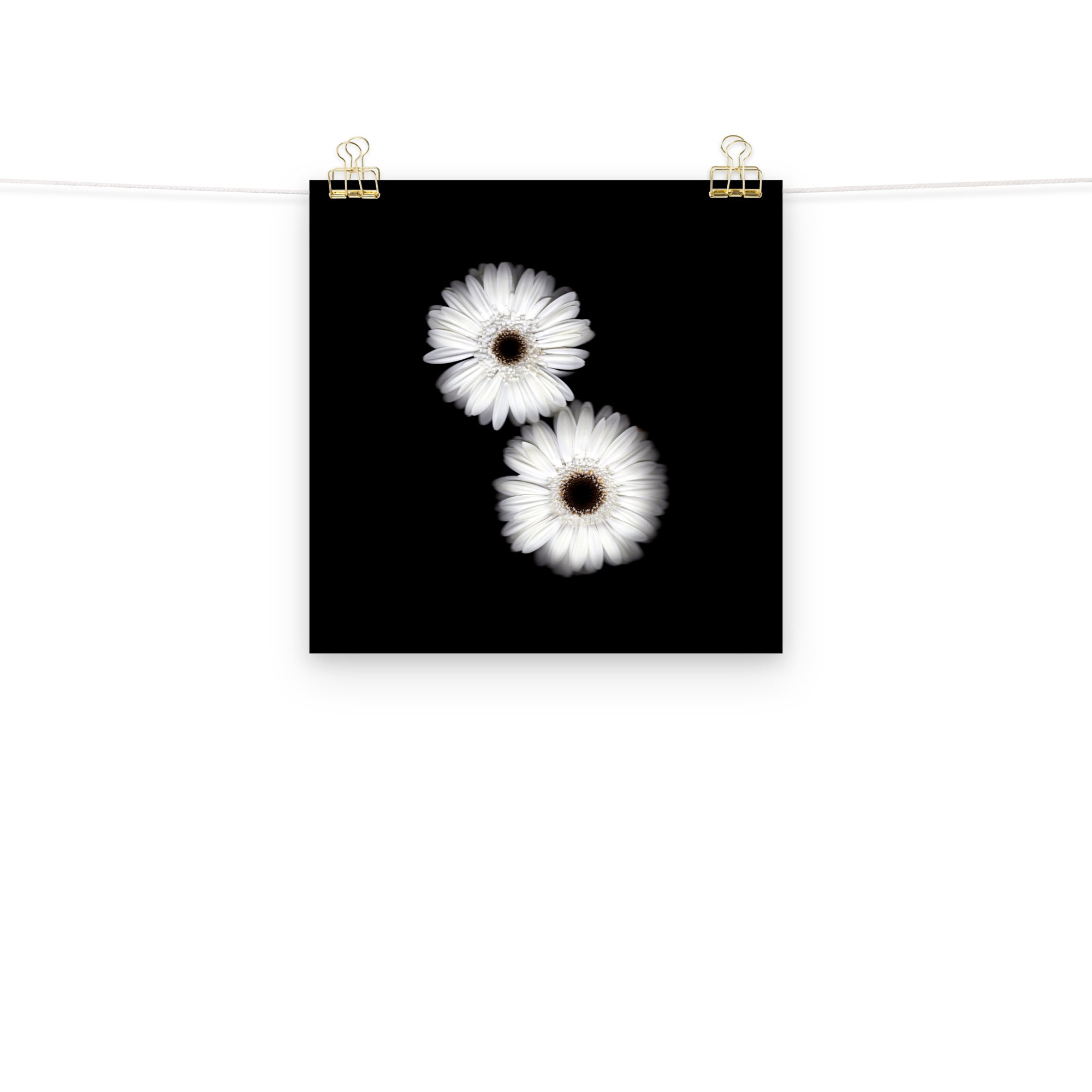 Snow Pair Gerbera Daisy Scanography Premium Luster Photo Paper Print