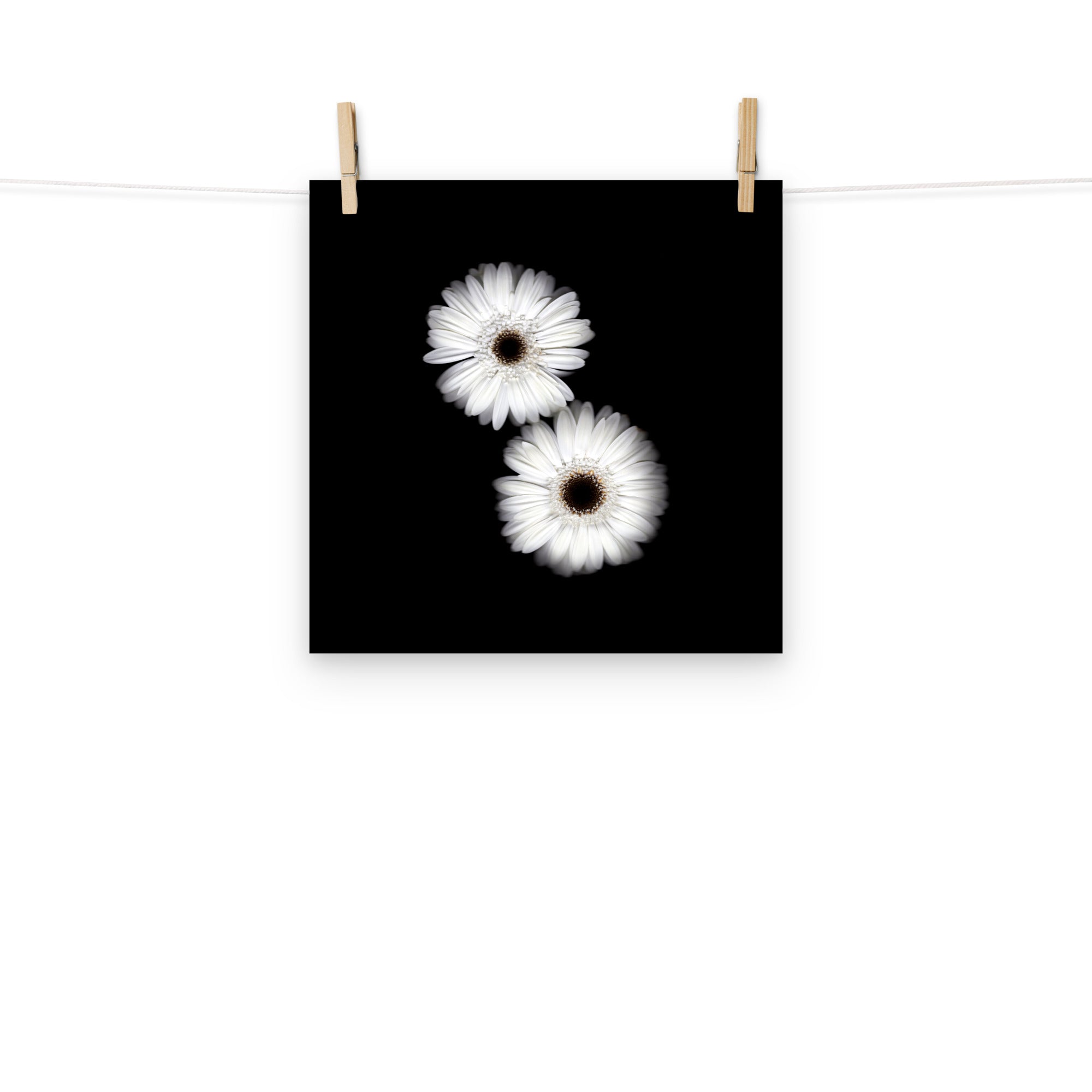 Snow Pair Gerbera Daisy Scanography Premium Luster Photo Paper Print
