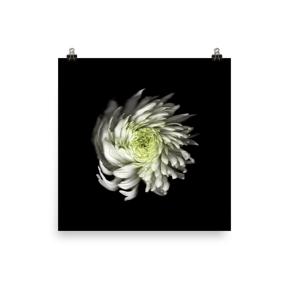 Ethereal Blooms Chrysanthemum no. 2 Scanography Premium Luster Photo Print