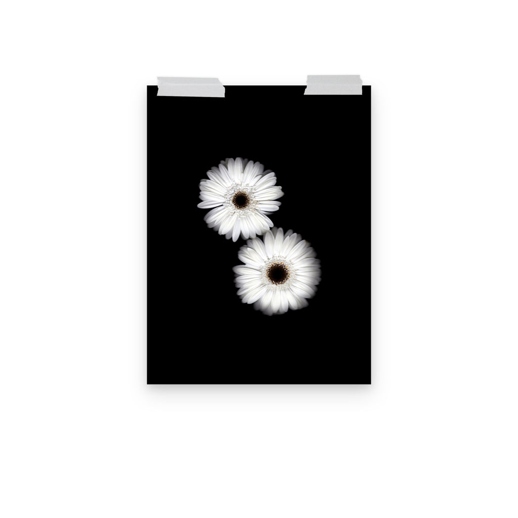 Snow Pair Gerbera Daisy Scanography Premium Luster Photo Paper Print