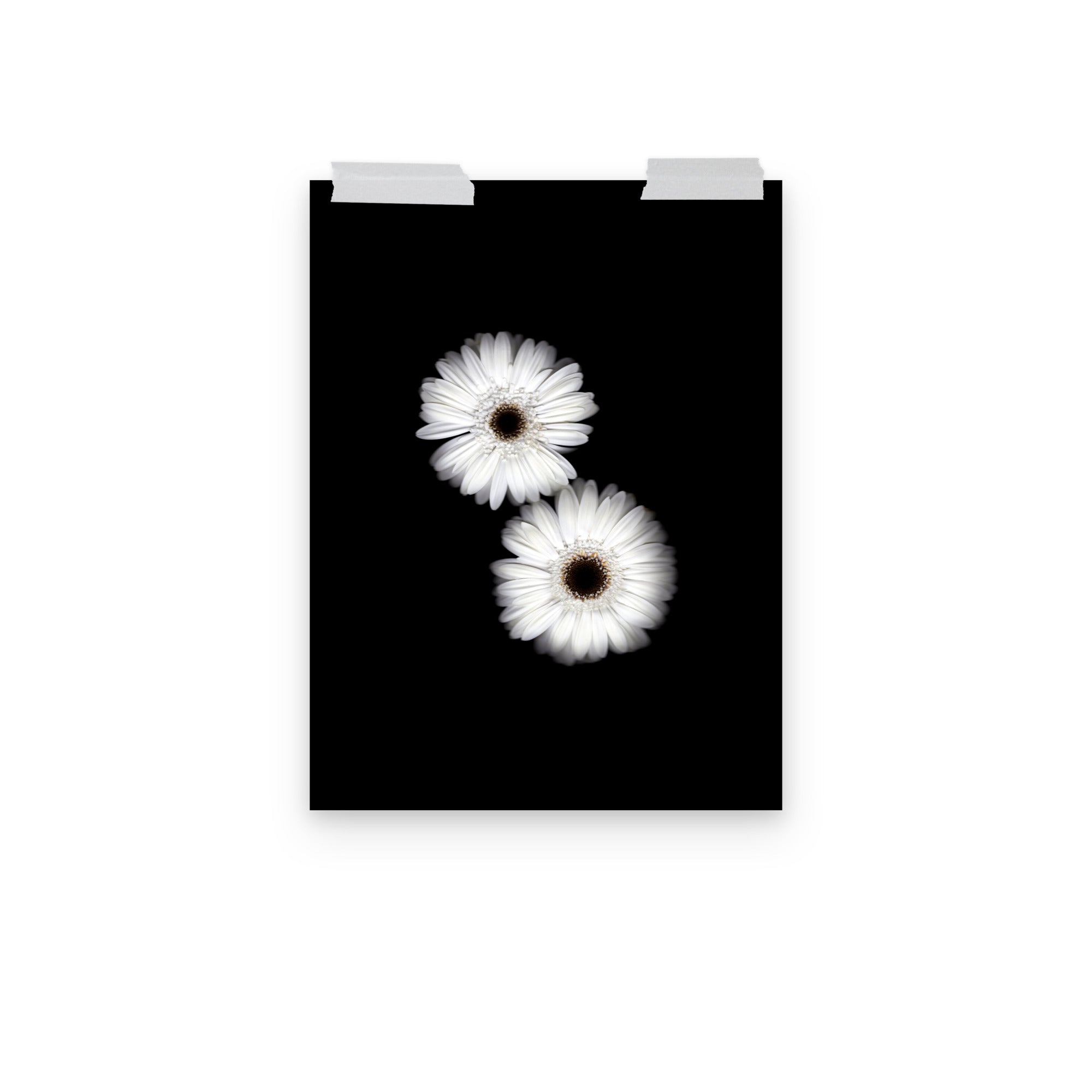Snow Pair Gerbera Daisy Scanography Premium Luster Photo Paper Print