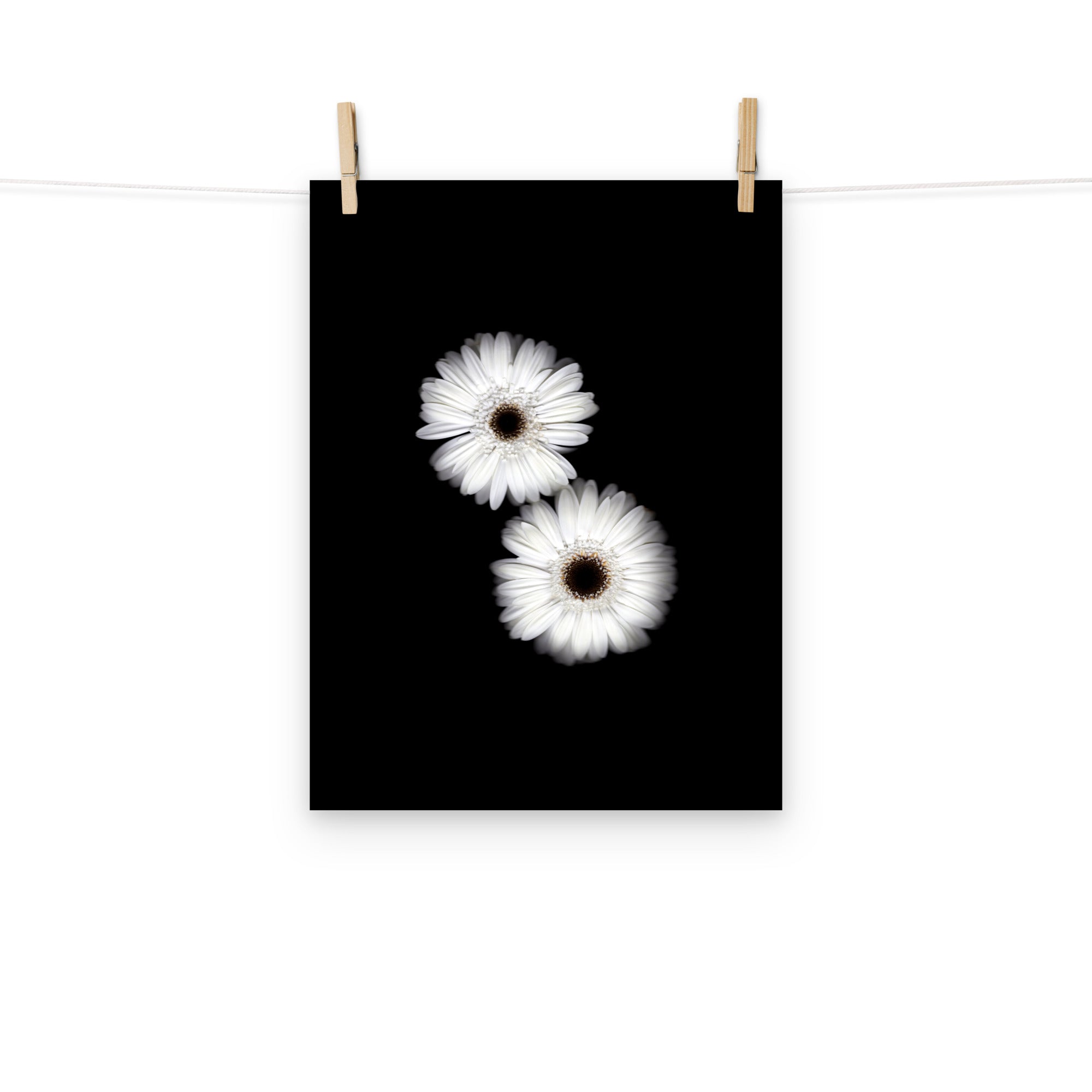 Snow Pair Gerbera Daisy Scanography Premium Luster Photo Paper Print