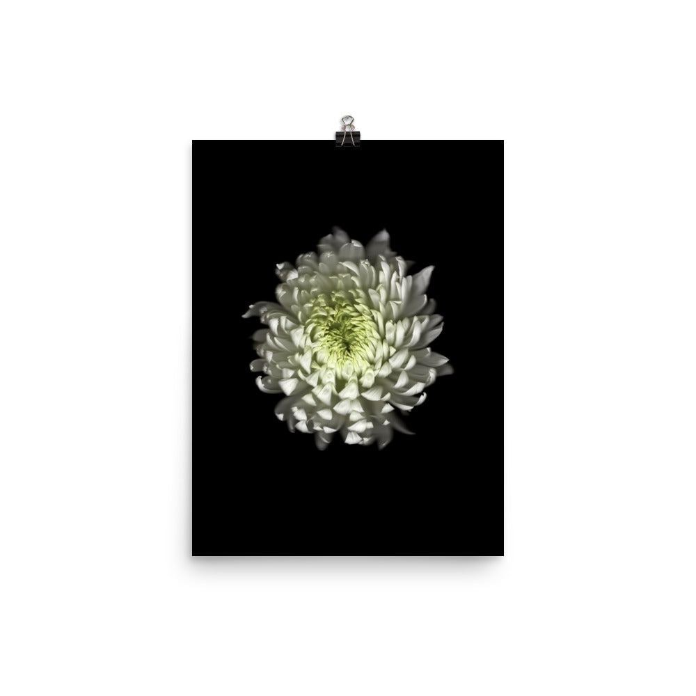 Ethereal Blooms Chrysanthemum no. 4 Scanography Premium Luster Photo Print