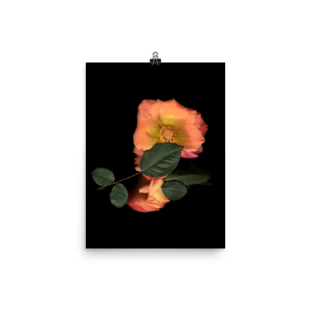 Rose Embrace Scanography Premium Luster Photo Paper Print