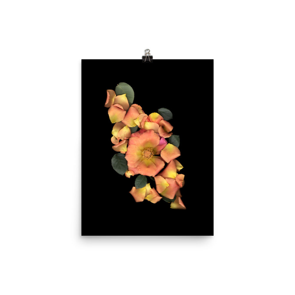 Orange Garden Rose Scanography Premium Luster Photo Paper Print