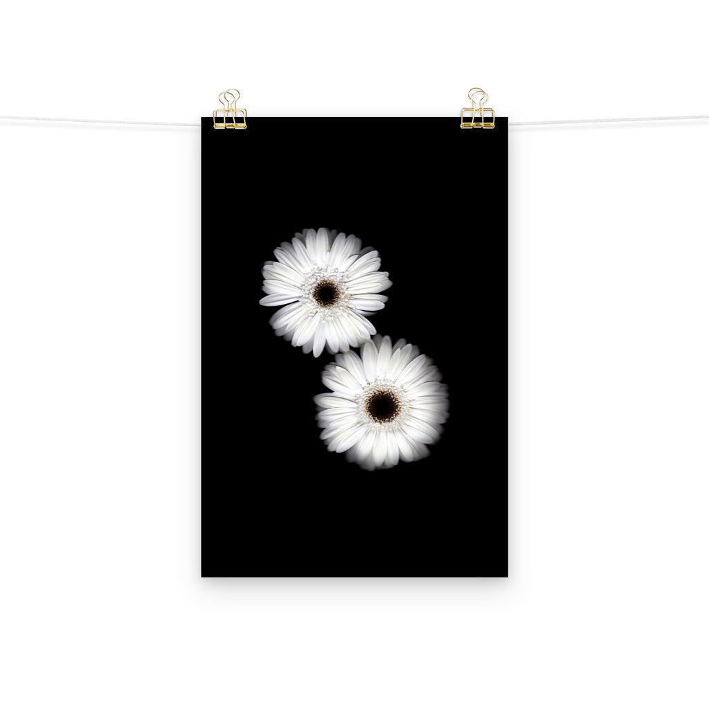 Snow Pair Gerbera Daisy Scanography Premium Luster Photo Paper Print