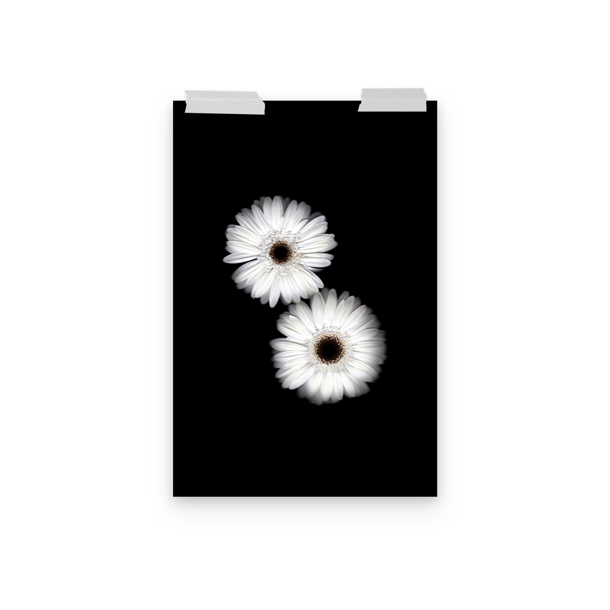 Snow Pair Gerbera Daisy Scanography Premium Luster Photo Paper Print