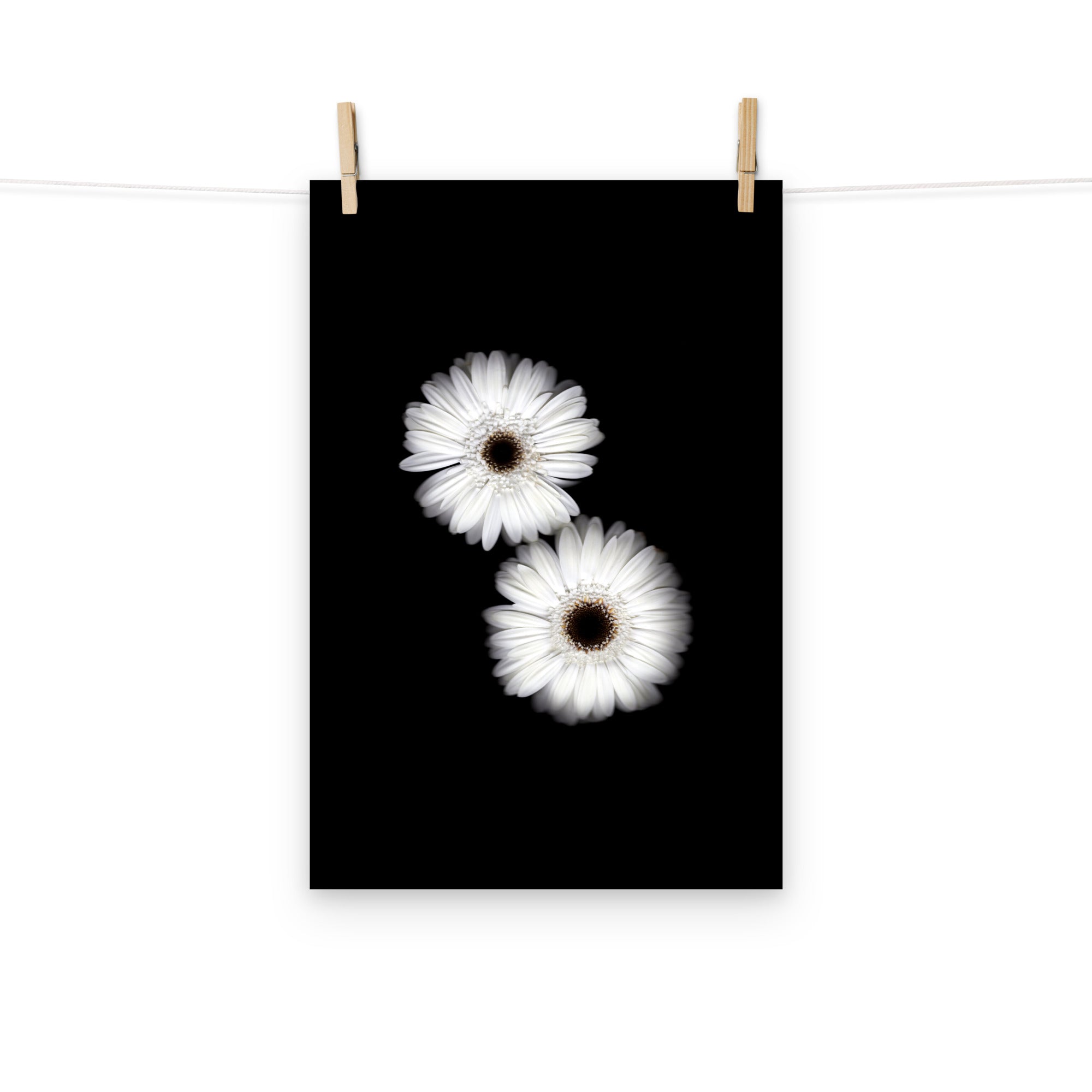 Snow Pair Gerbera Daisy Scanography Premium Luster Photo Paper Print
