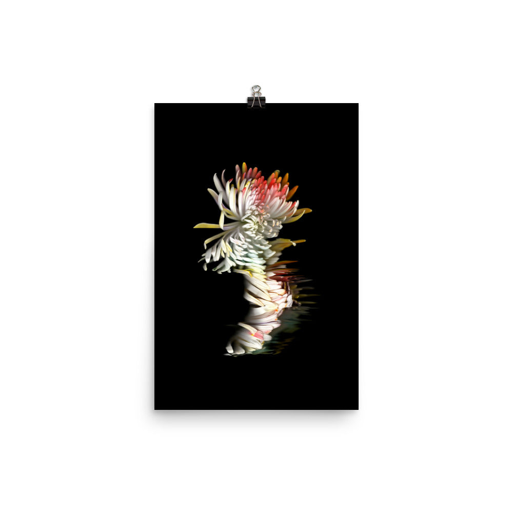 Rainbow Chrysanthemum no. 01 Scanography Photo Paper Print