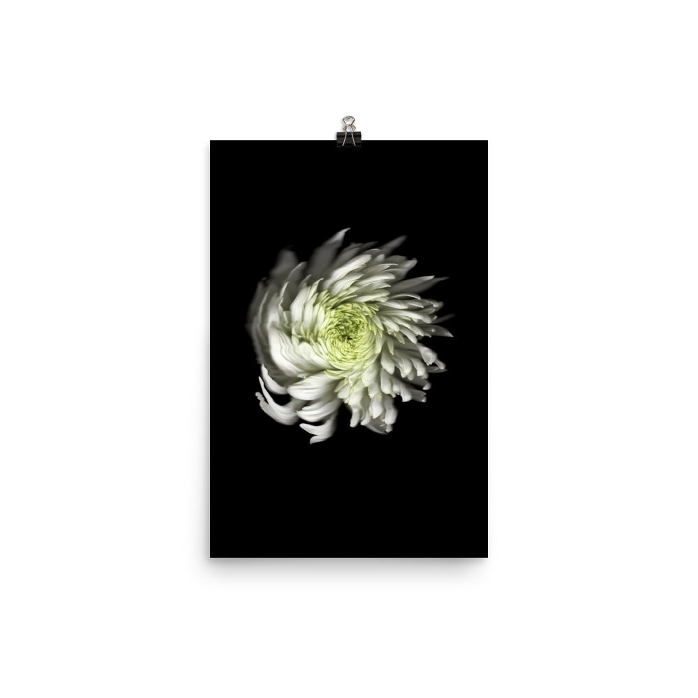 Ethereal Blooms Chrysanthemum no. 2 Scanography Premium Luster Photo Print