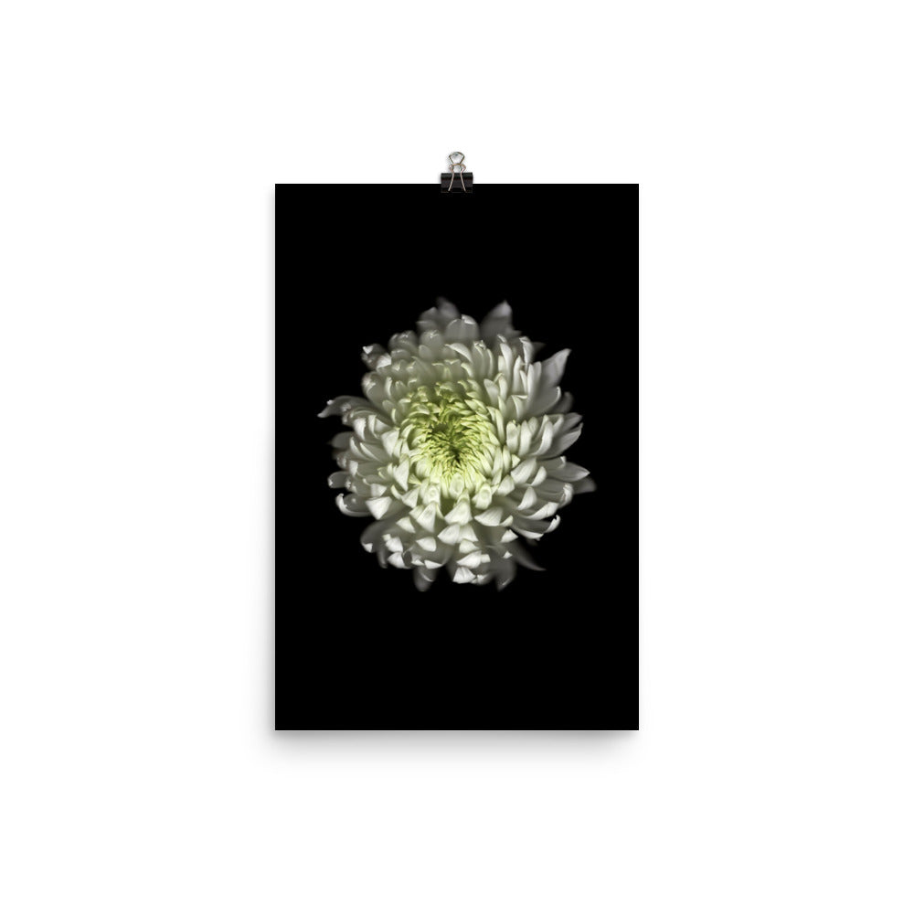 Ethereal Blooms Chrysanthemum no. 4 Scanography Premium Luster Photo Print
