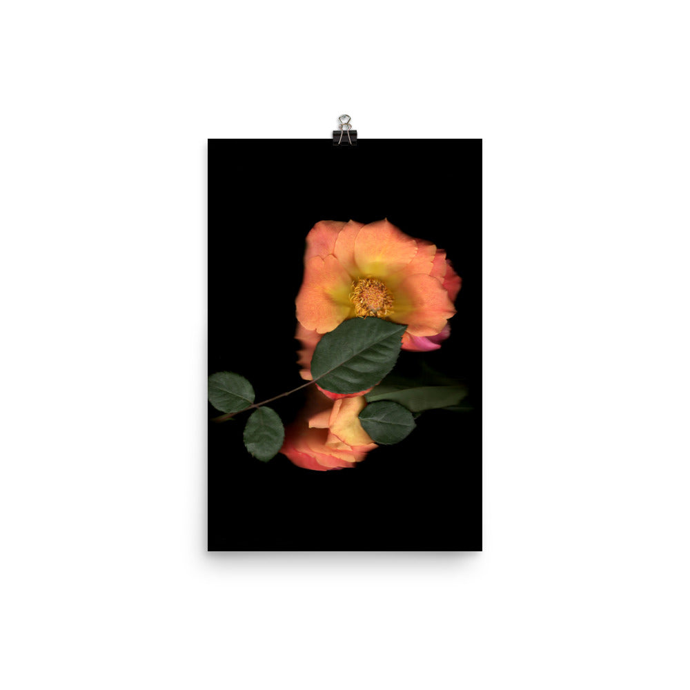 Rose Embrace Scanography Premium Luster Photo Paper Print