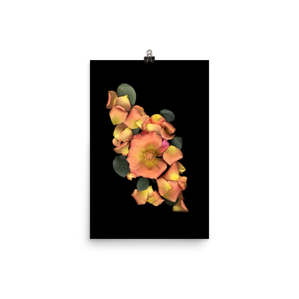 Orange Garden Rose Scanography Premium Luster Photo Paper Print