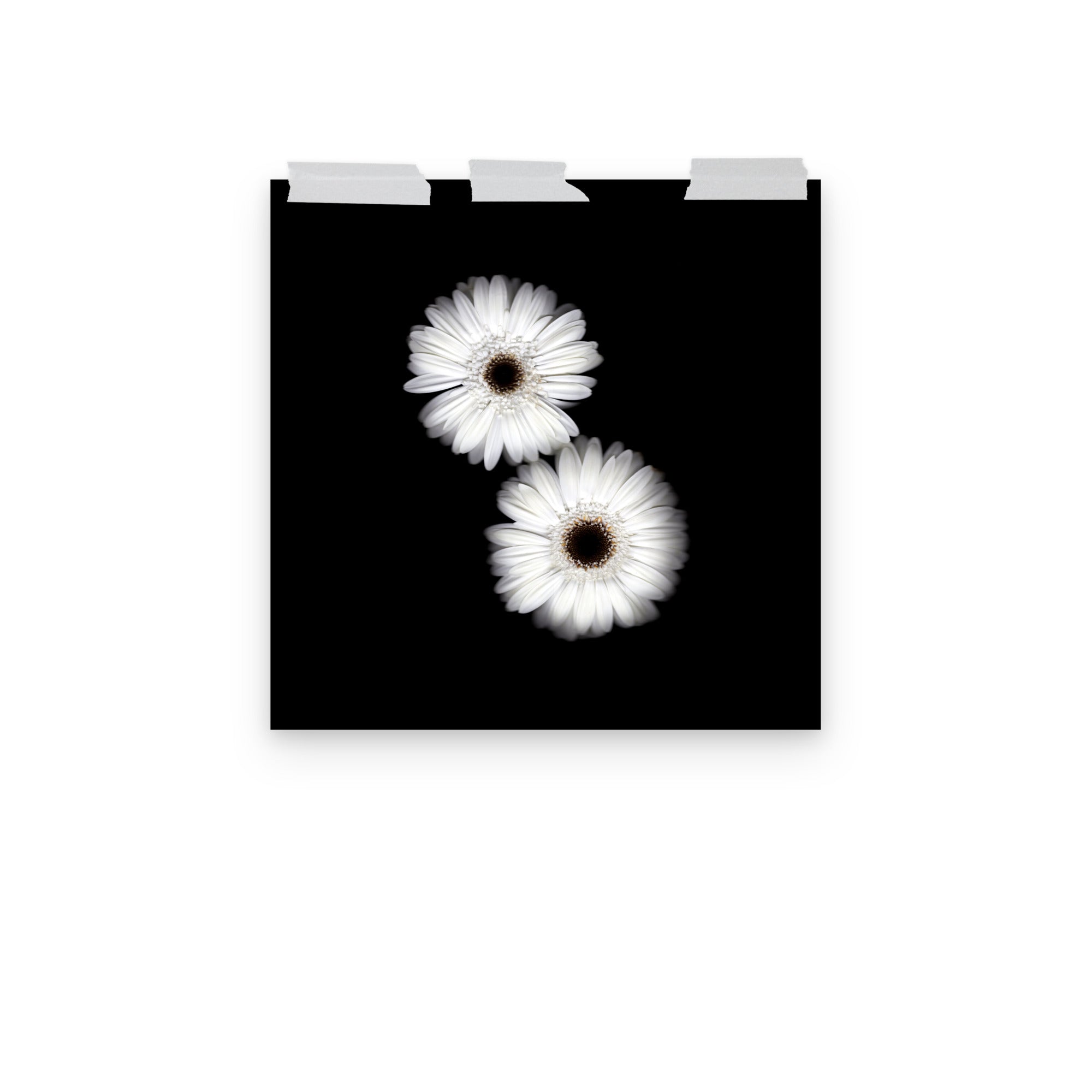 Snow Pair Gerbera Daisy Scanography Premium Luster Photo Paper Print