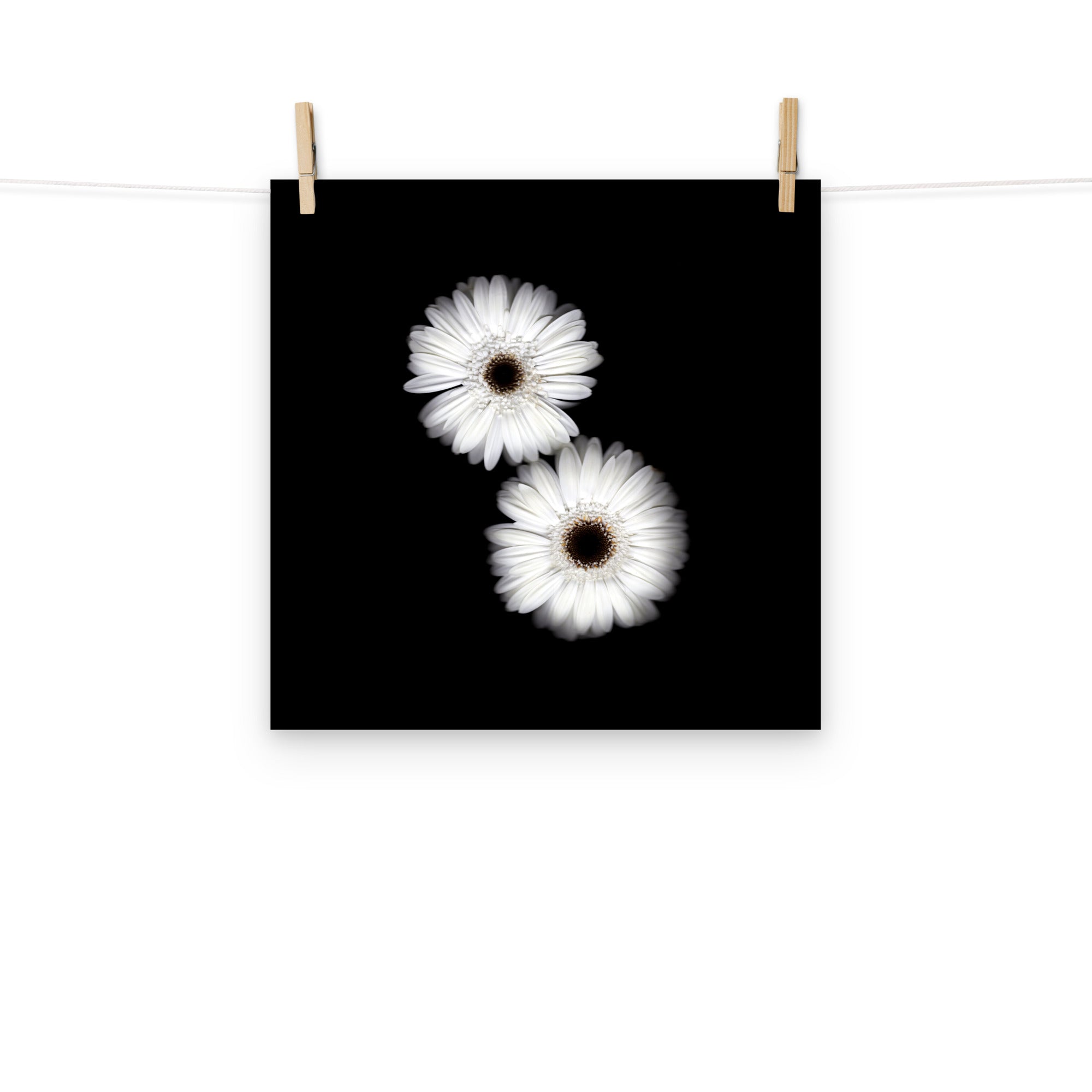 Snow Pair Gerbera Daisy Scanography Premium Luster Photo Paper Print