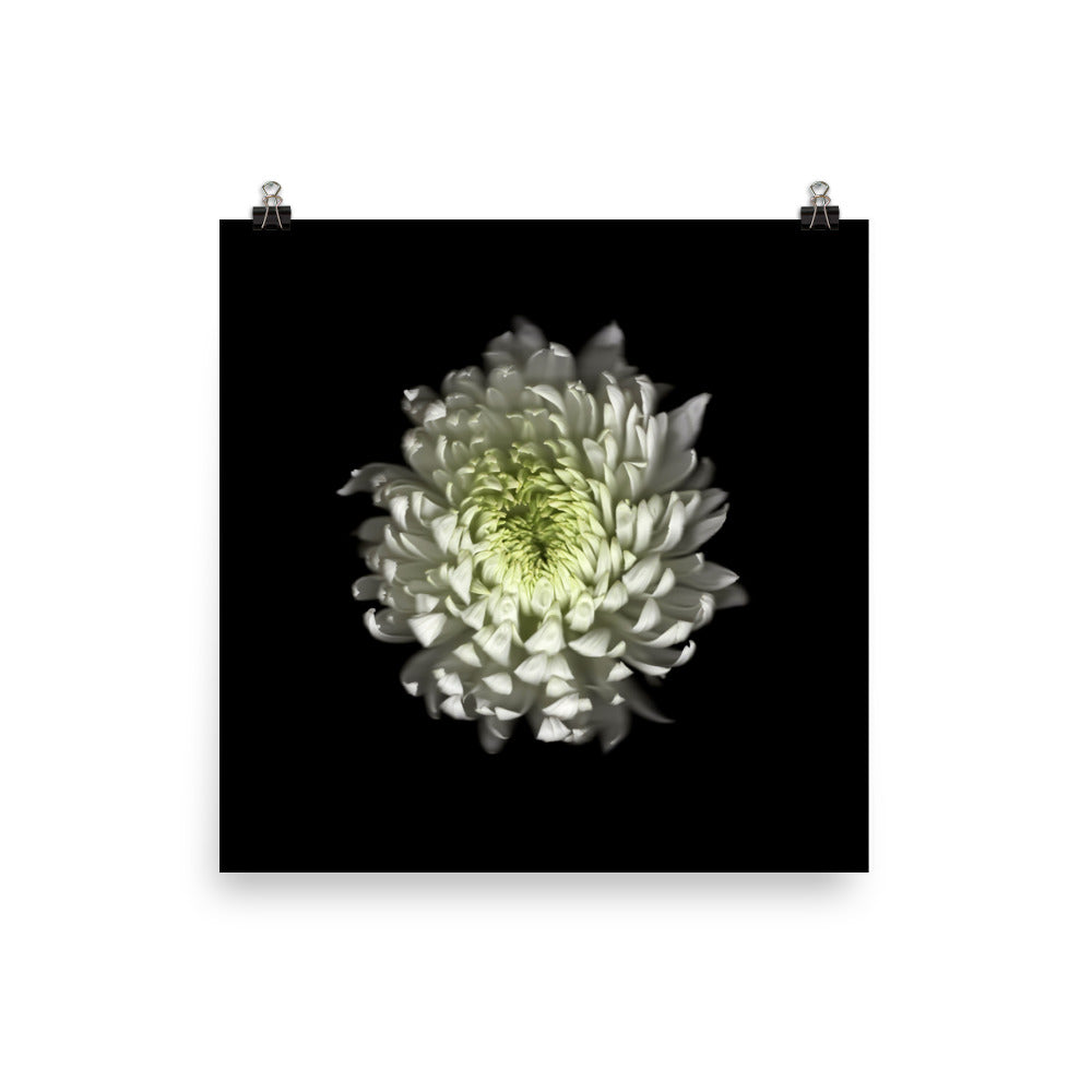 Ethereal Blooms Chrysanthemum no. 4 Scanography Premium Luster Photo Print