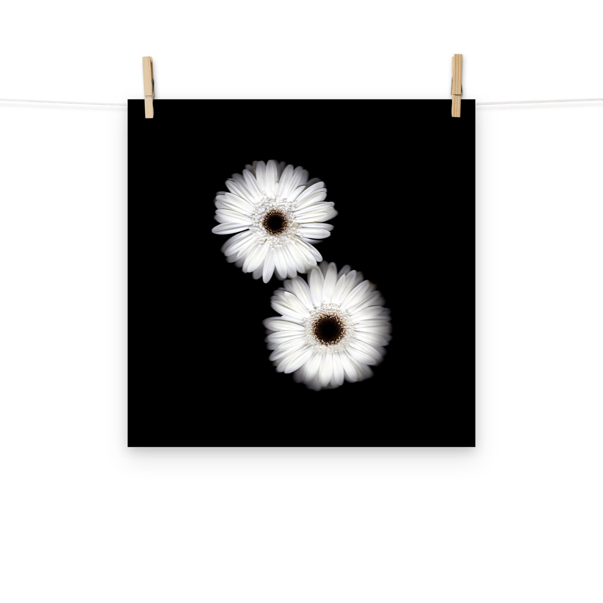 Snow Pair Gerbera Daisy Scanography Premium Luster Photo Paper Print