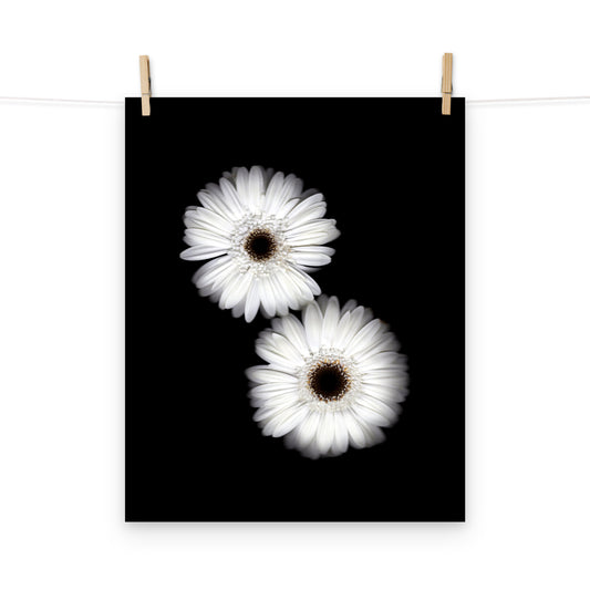 Snow Pair Gerbera Daisy Scanography Premium Luster Photo Paper Print