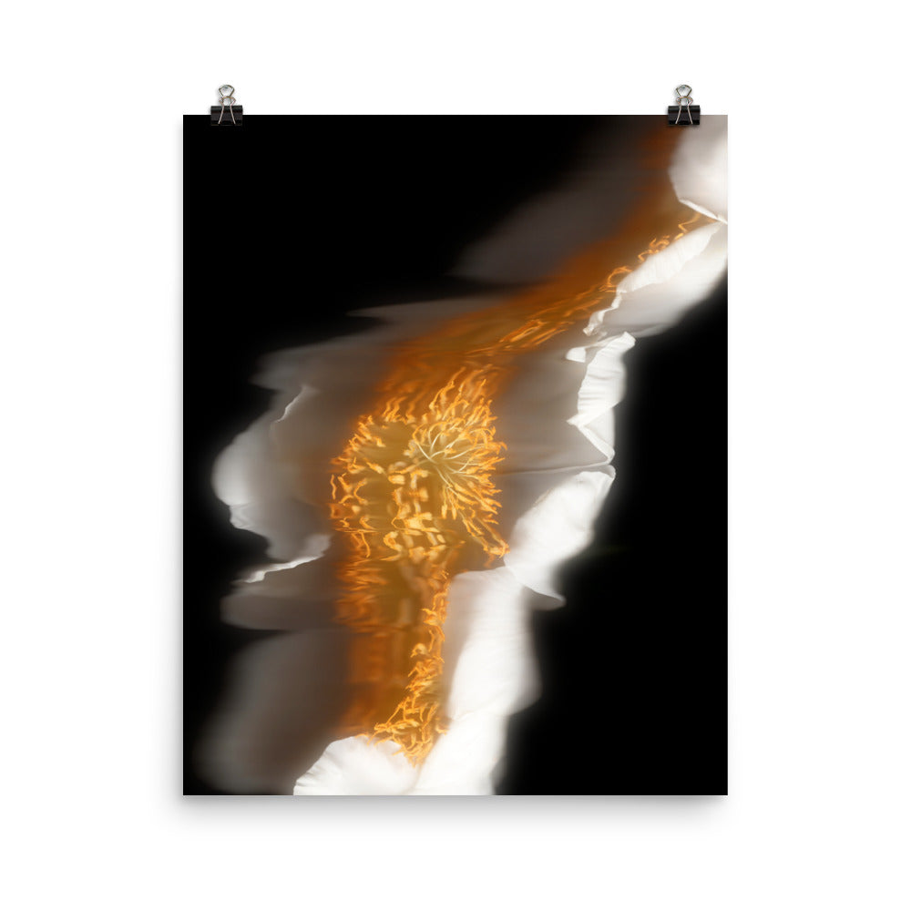 Glow Peony Scanography no. 1 Photo Paper Print