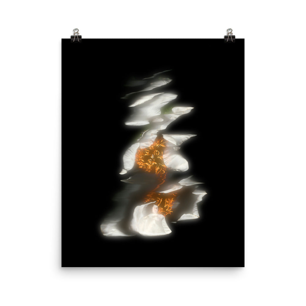 Glow Peony Scanography no. 3 Premium Luster Photo Paper Print