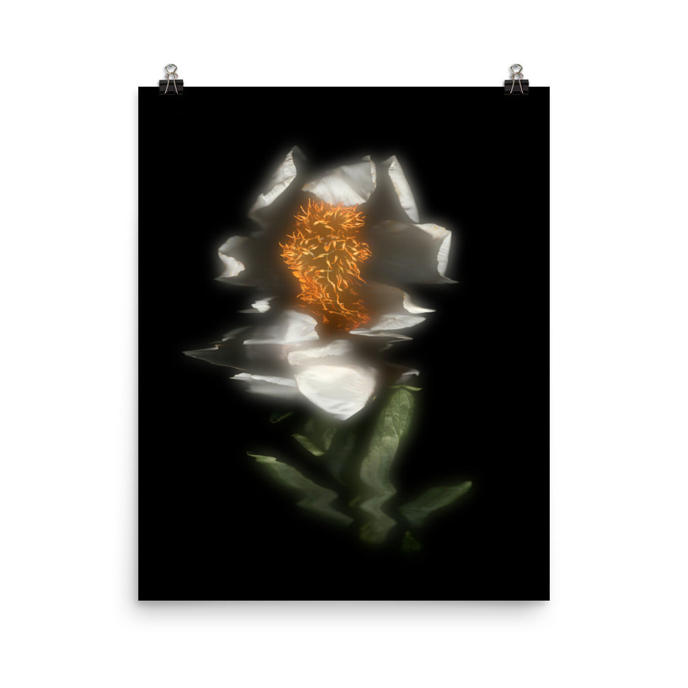Glow Peony Scanography no. 4 Premium Luster Photo Paper Print