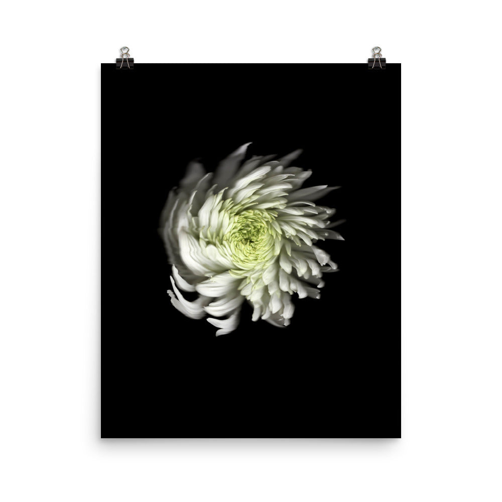 Ethereal Blooms Chrysanthemum no. 2 Scanography Premium Luster Photo Print